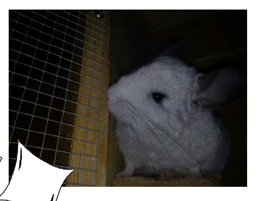 Prevence u drobných savců